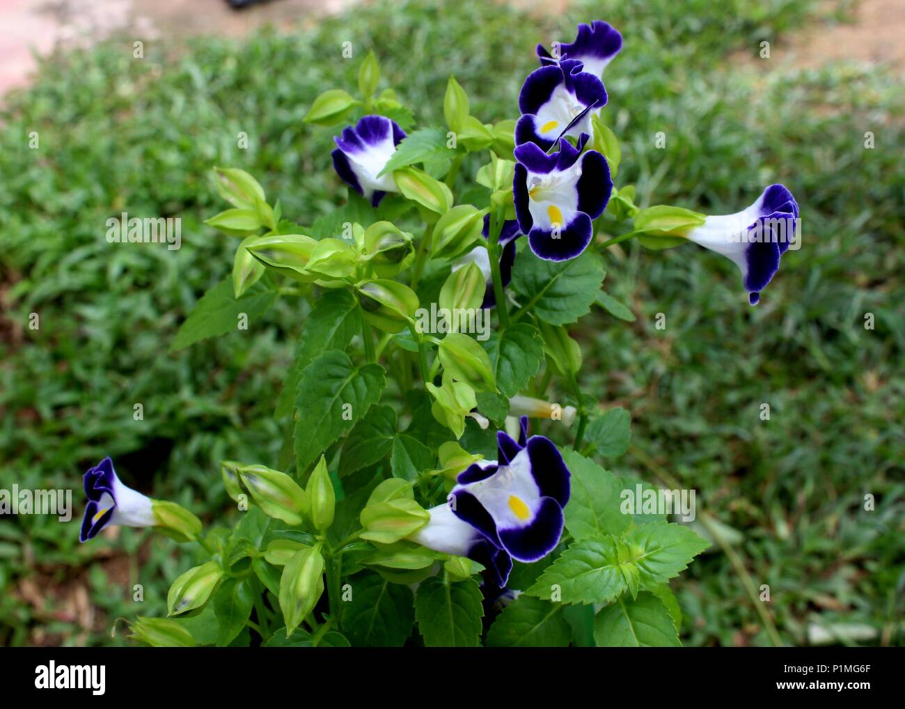 Vista ravvicinata della Piccola bella Blu lilla triangolo di colore del fiore (Torenia fournieri) visto in un giardino di casa in Sri Lanka Foto Stock