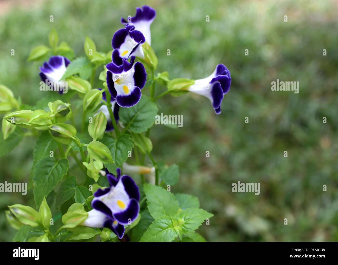 Vista ravvicinata della Piccola bella Blu lilla triangolo di colore del fiore (Torenia fournieri) visto in un giardino di casa in Sri Lanka Foto Stock