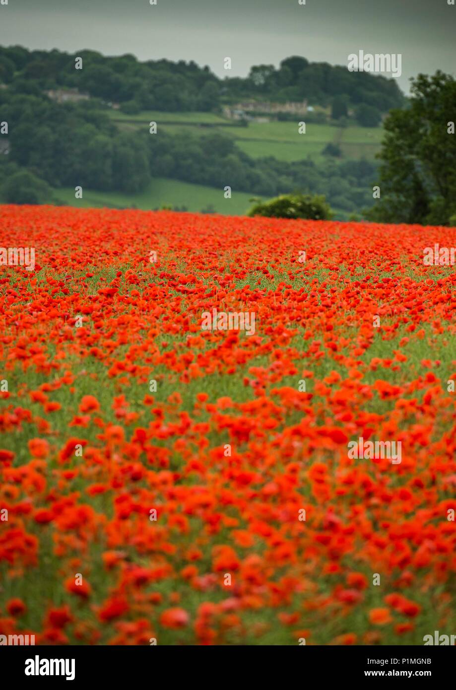 Il papavero cresce in un campo vicino a Box, Wiltshire 05/06/18 Foto Stock