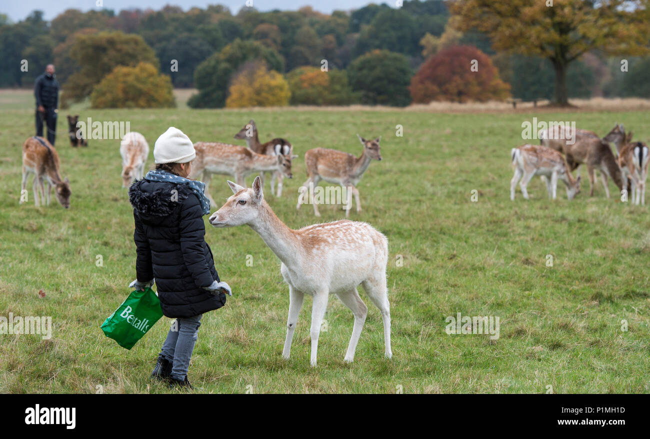 Daini relax e interagire i membri del pubblico a Richmond Park vicino a Londra. Foto Stock