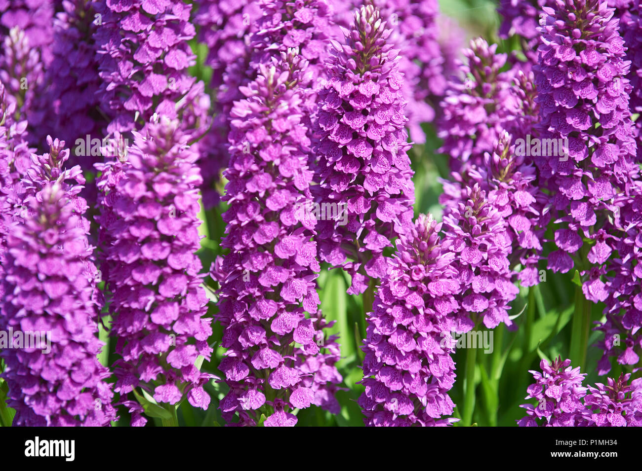 Macchiato di Madeira, orchidea Dactylorhiza foliosa in Foto Stock