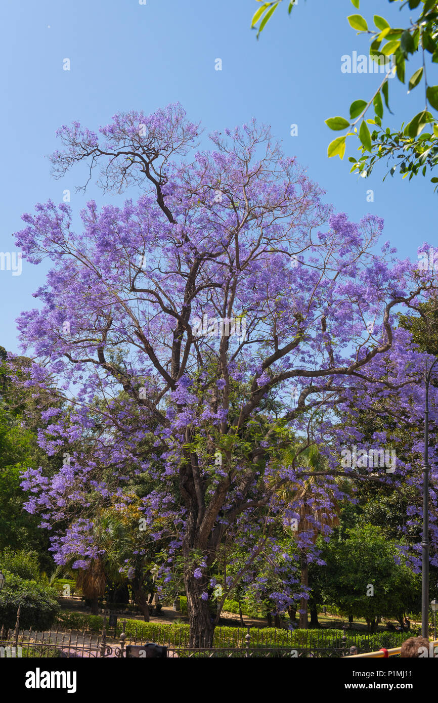 Italia Sicilia Palermo viola malva lilla Blue Jacaranda mimosifolia Poui nero o Fern Tree Jacaranda Acutifolia street scene avenue Foto Stock