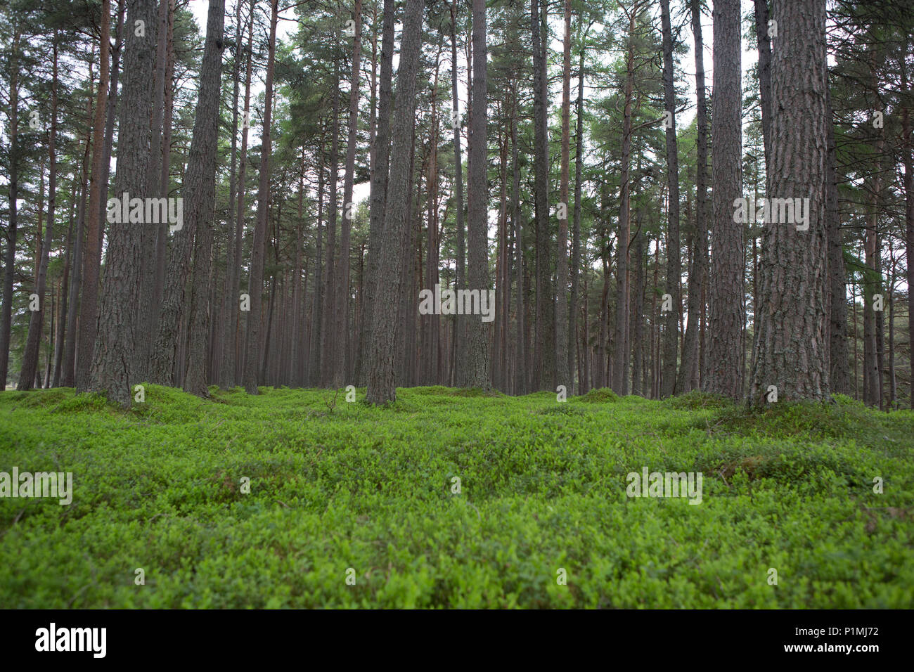 Una boscosa foresta, Mar Lodge Estate, Braemar, Aberdeenshire, Scozia Foto Stock