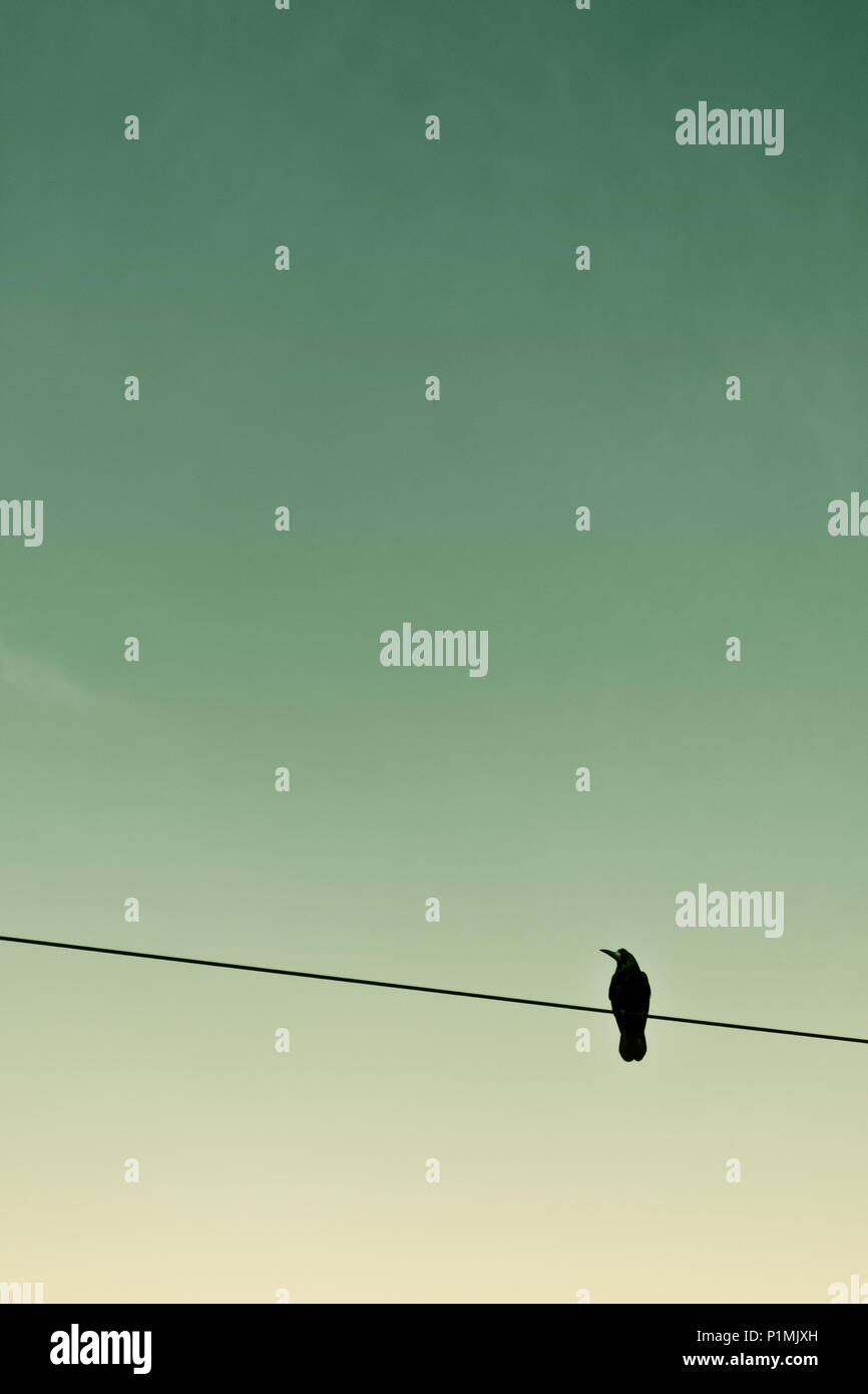 Un solitario corvo nero in piedi su un filo Foto Stock