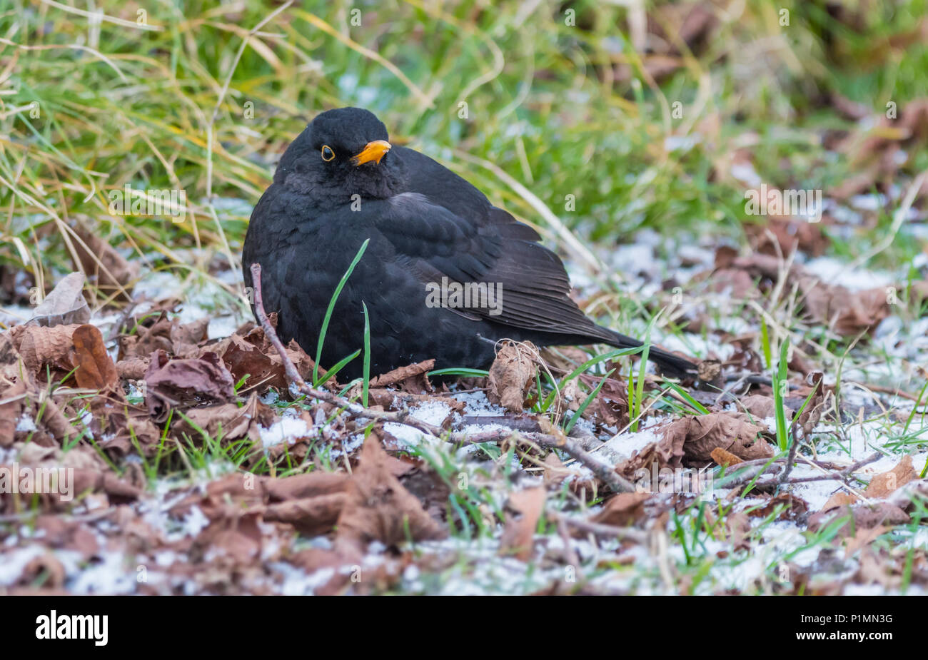 Adulto Merlo comune (Turdus merula) sul gelo terreno coperto in inverno nel West Sussex, in Inghilterra, Regno Unito. Foto Stock