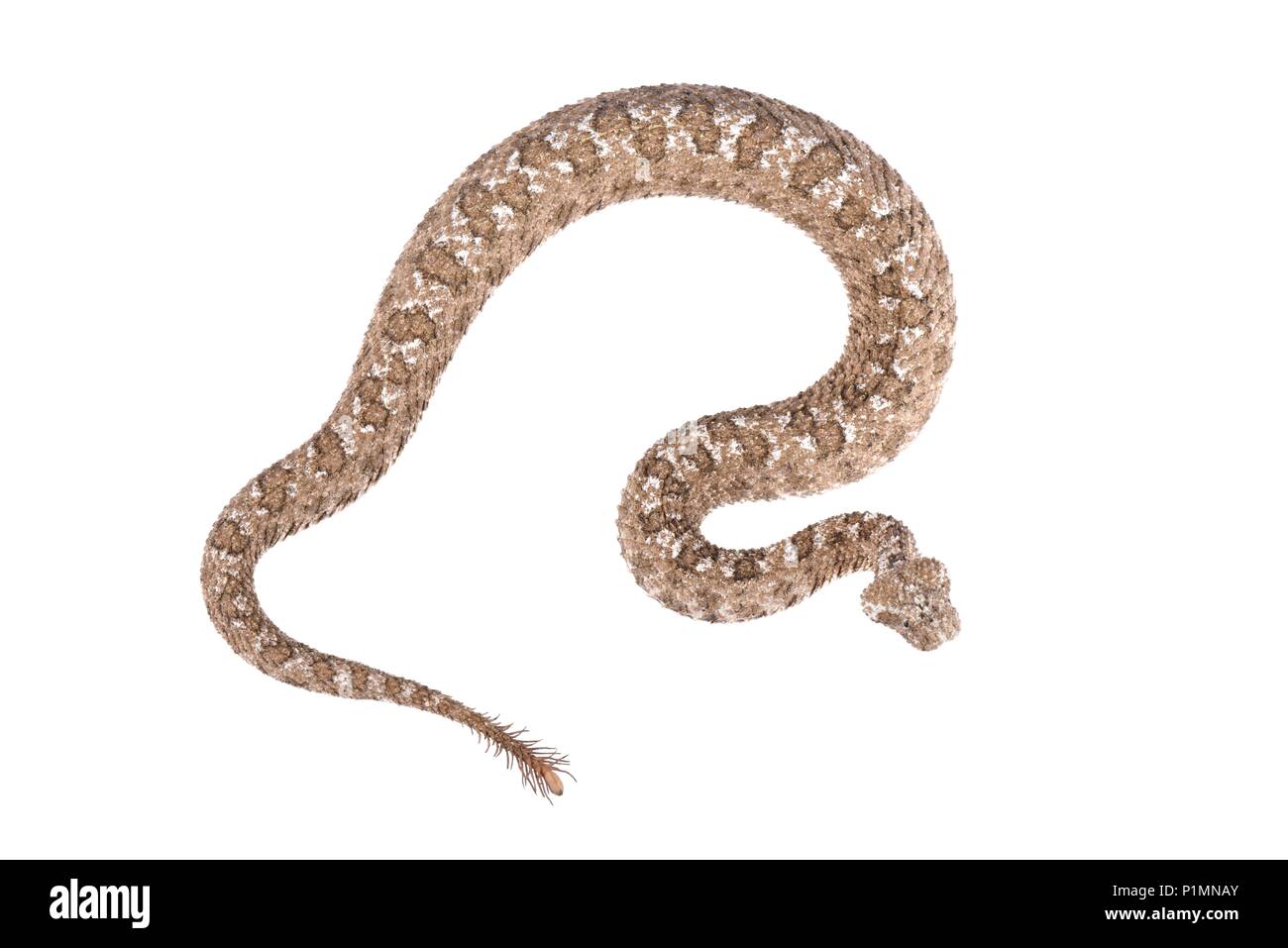 La spider-tailed vipera cornuta (Pseudocerastes urarachnoides) è una specie di viper endemico dell'Iran occidentale che è stata descritta nel 2006. Il look di testa Foto Stock
