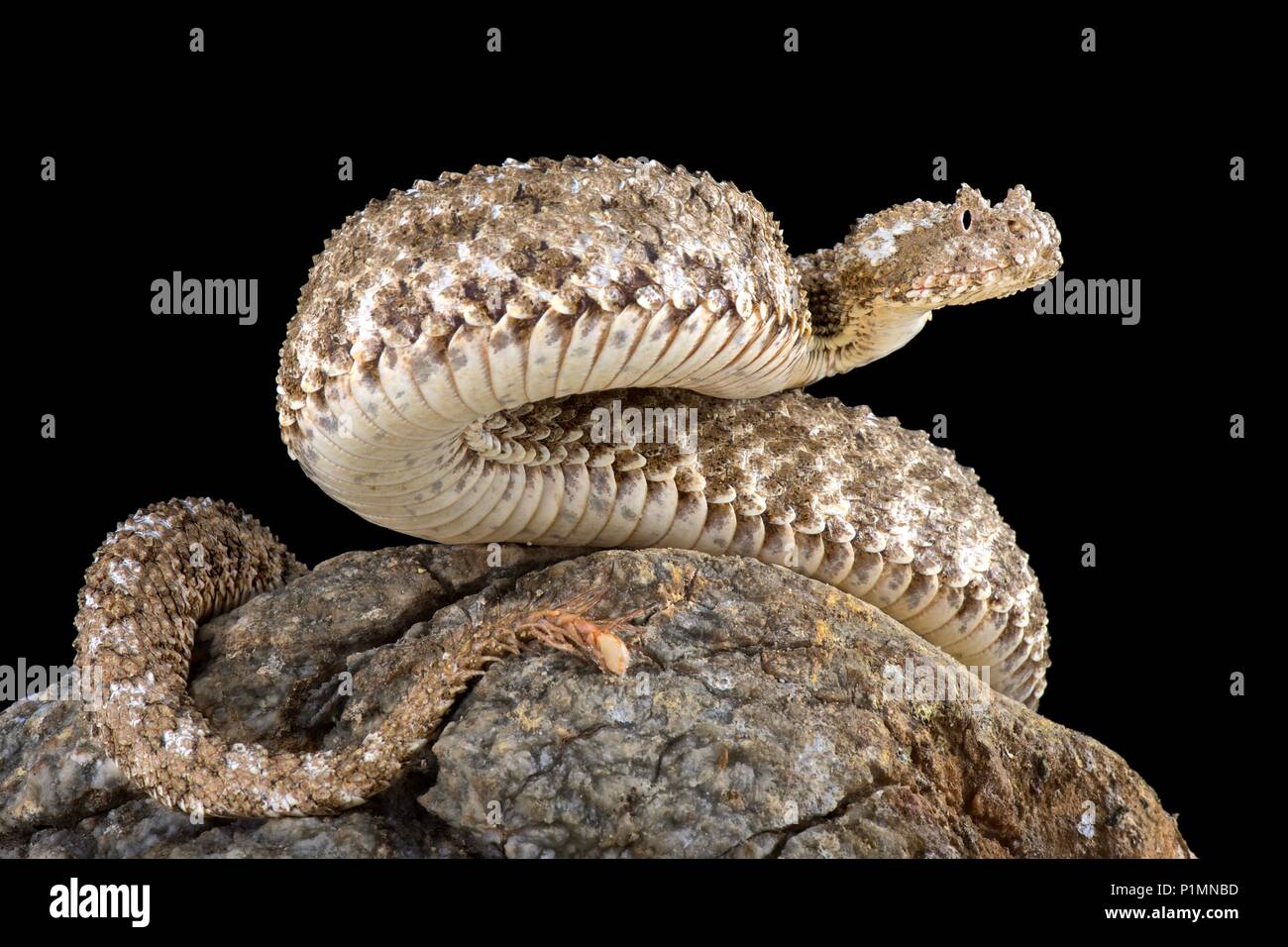 La spider-tailed vipera cornuta (Pseudocerastes urarachnoides) è una specie di viper endemico dell'Iran occidentale che è stata descritta solo nel 2006. Lo spid Foto Stock