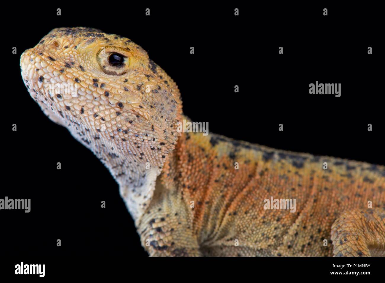 Si tratta di una nuova specie di undescribed di rospo intitolata AGAMA SA (Phrynocephalus) riscontrato nella provincia di Xinjiang in Cina. Foto Stock