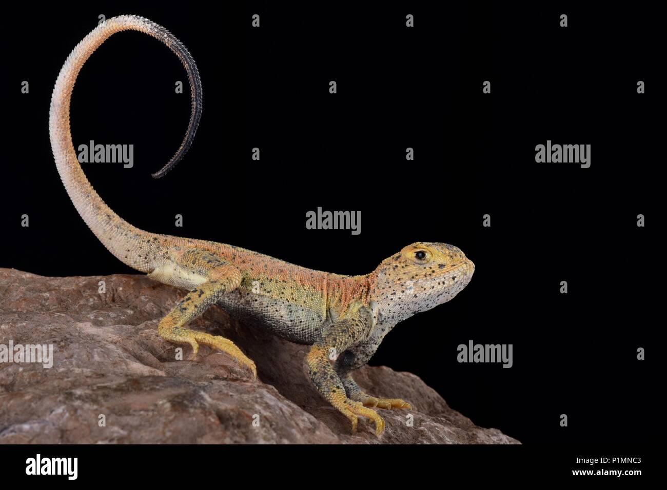 Si tratta di una nuova specie di undescribed di rospo intitolata AGAMA SA (Phrynocephalus) riscontrato nella provincia di Xinjiang in Cina. Foto Stock