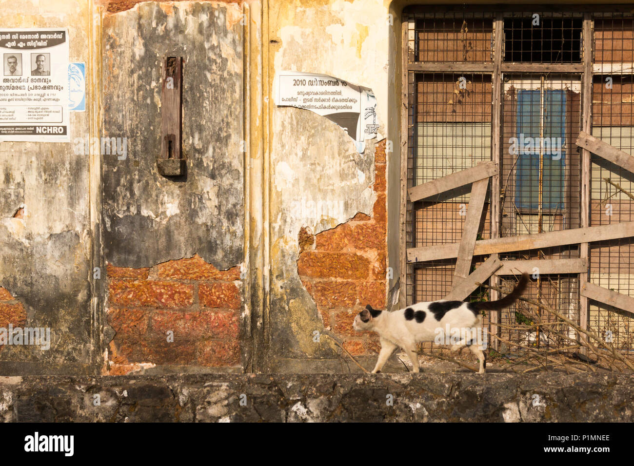 Un gatto passeggiate da un edificio fatiscente nel bazaar Road, la vecchia zona coloniale di Kochi, Fort Cochin, Kerala, India. Foto Stock