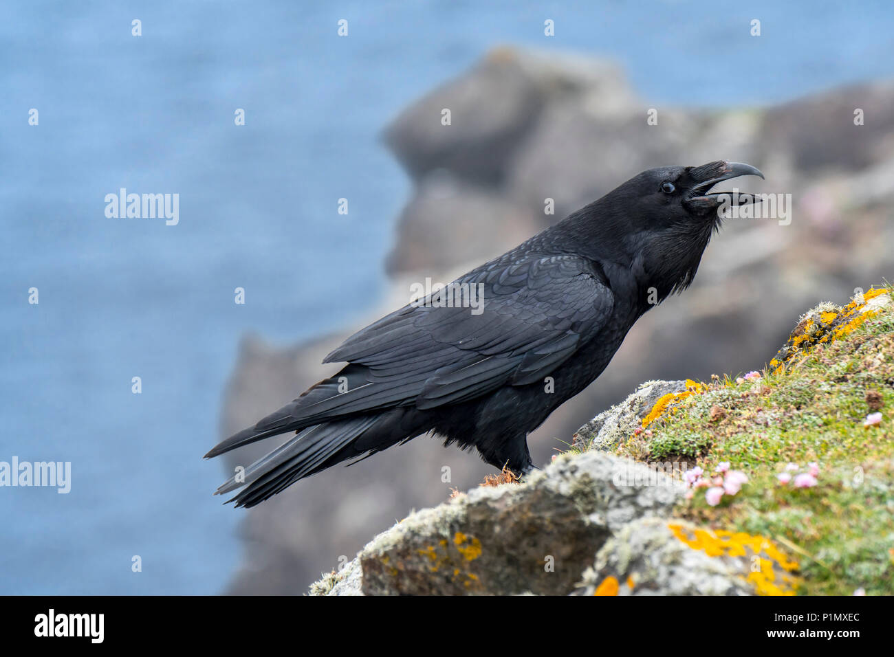 Comune di raven / nord del corvo imperiale (Corvus corax) chiamando dalla cima della scogliera sul mare lungo la costa, Scotland, Regno Unito Foto Stock
