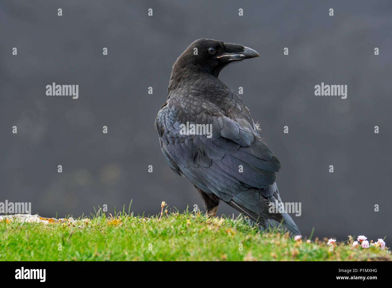 Comune di raven / nord del corvo imperiale (Corvus corax) guardando indietro Foto Stock