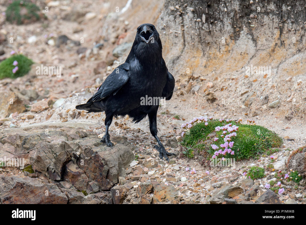 Comune di raven / nord del corvo imperiale (Corvus corax) chiamando da scogliera sul mare lungo la costa scozzese, Scotland, Regno Unito Foto Stock