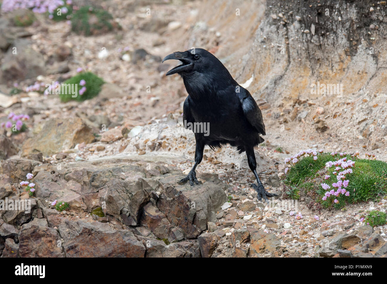 Comune di raven / nord del corvo imperiale (Corvus corax) chiamando da scogliera sul mare lungo la costa scozzese, Scotland, Regno Unito Foto Stock