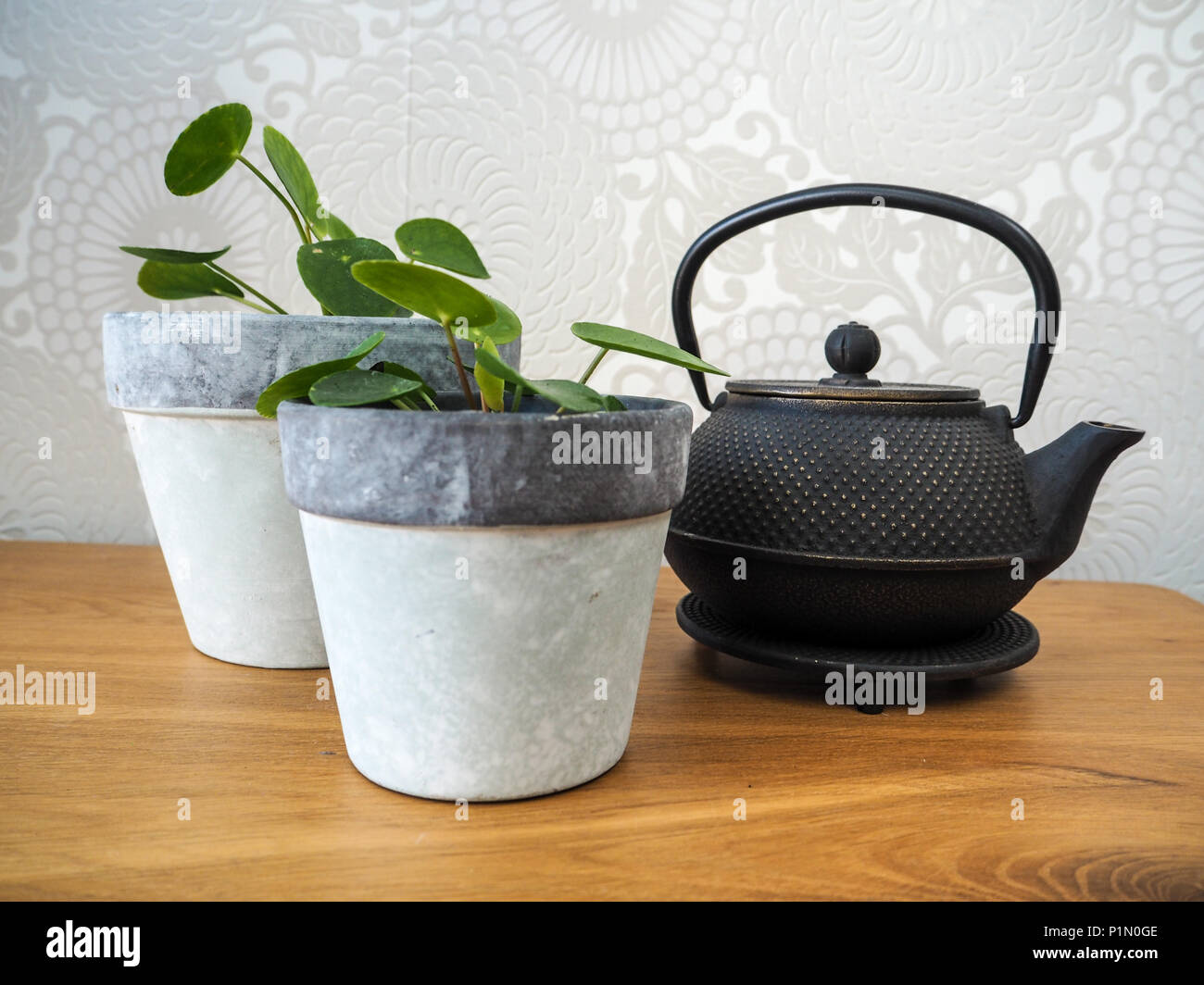 Giovani pilea peperomioides cinese o impianto di denaro ( Urticaceae) su un tavolo di legno Foto Stock