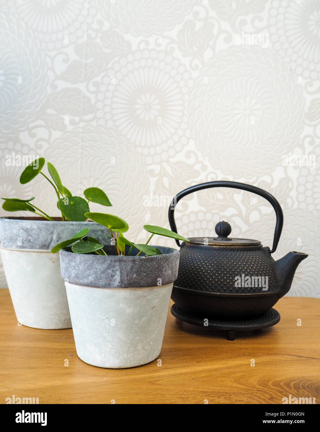 Giovani pilea peperomioides cinese o impianto di denaro ( Urticaceae) su un tavolo di legno Foto Stock