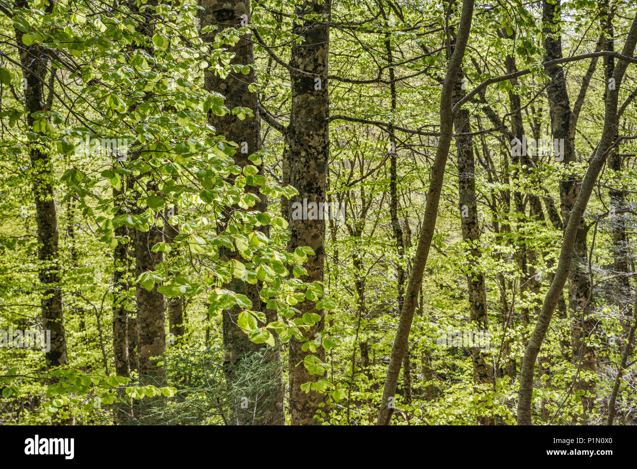 Europea di faggio (Fagus sylvatica) Foresta, Parco Nazionale dell'Aspromonte, Calabria, Italia Foto Stock