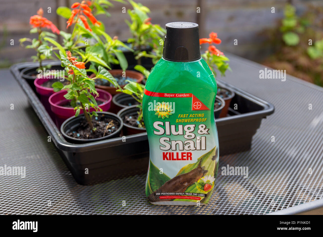 Slug e lumaca killer impermeabile agglomerati in forma di pellets per il giardino da Bayer Garden. Foto Stock