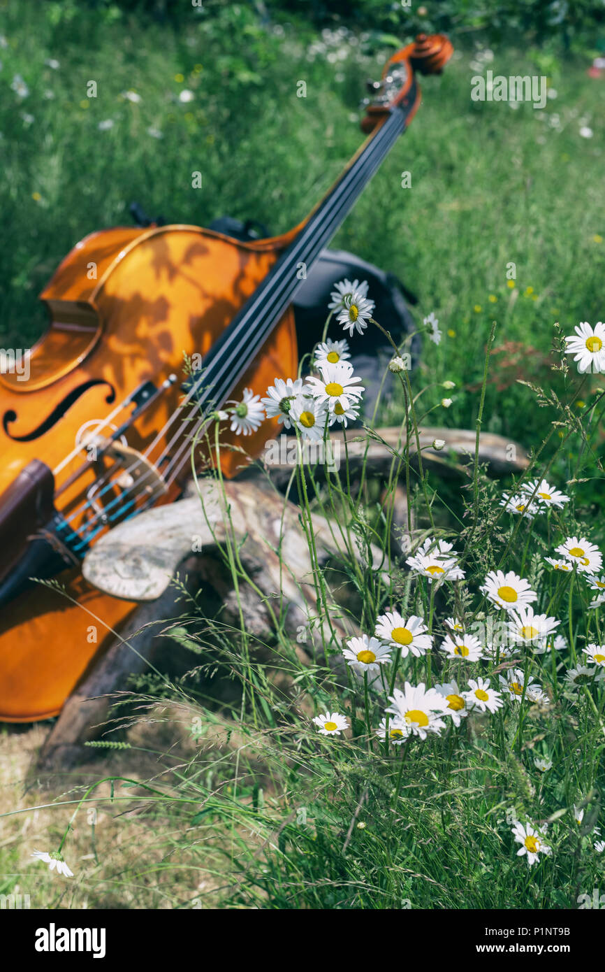 Oxeye margherite e un contrabbasso in giardino a Daylesford fattoria organica summer festival. Daylesford, Cotswolds, Gloucestershire, Inghilterra. Foto Stock