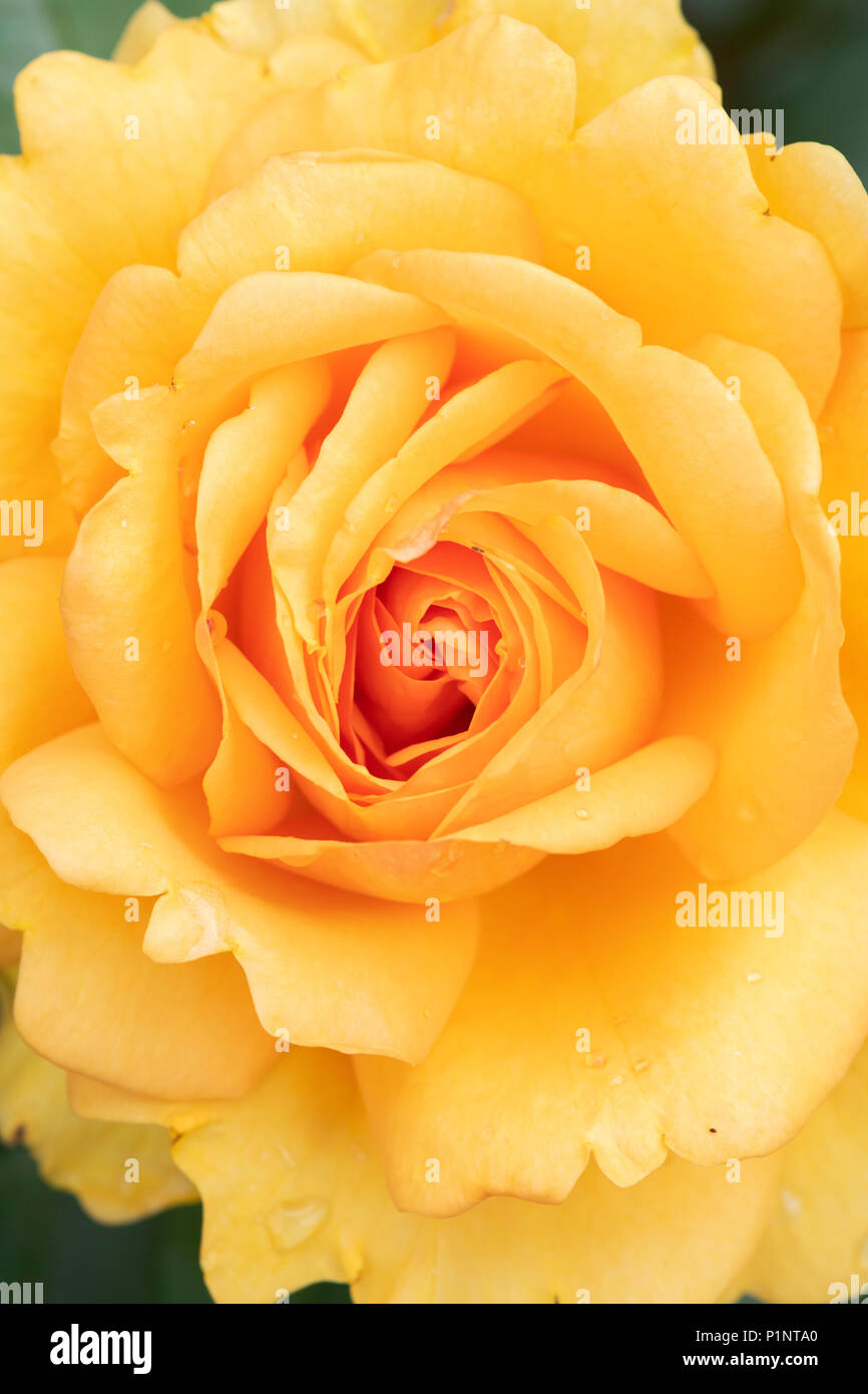 Rosa " Golden bellezza' / Korberbeni. Cluster-fiorito di rose bush Foto Stock
