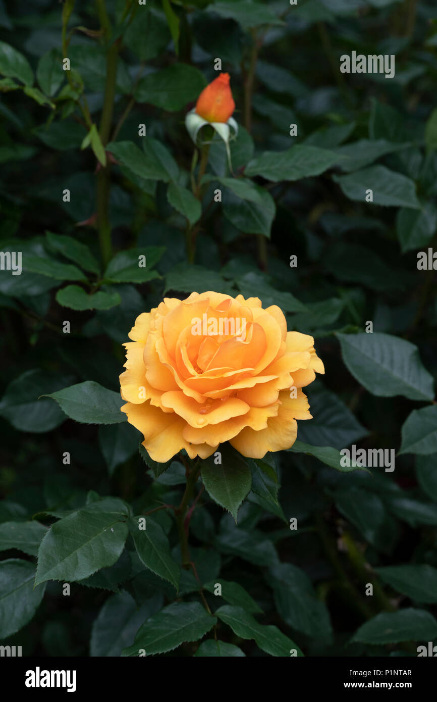 Rosa " Golden bellezza' / Korberbeni. Cluster-fiorito di rose bush Foto Stock