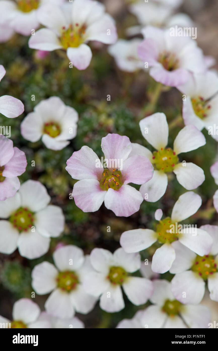 Saxifraga cumulus fiori. Regno Unito Foto Stock
