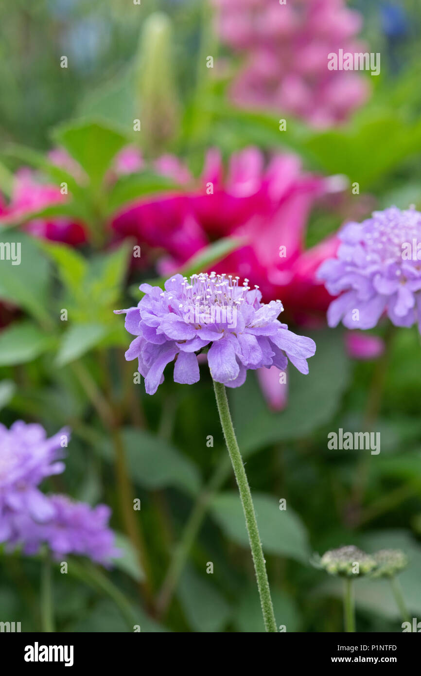 La Scabiosa colombari flutter 'Deep blu". Puntaspilli fiore Foto Stock