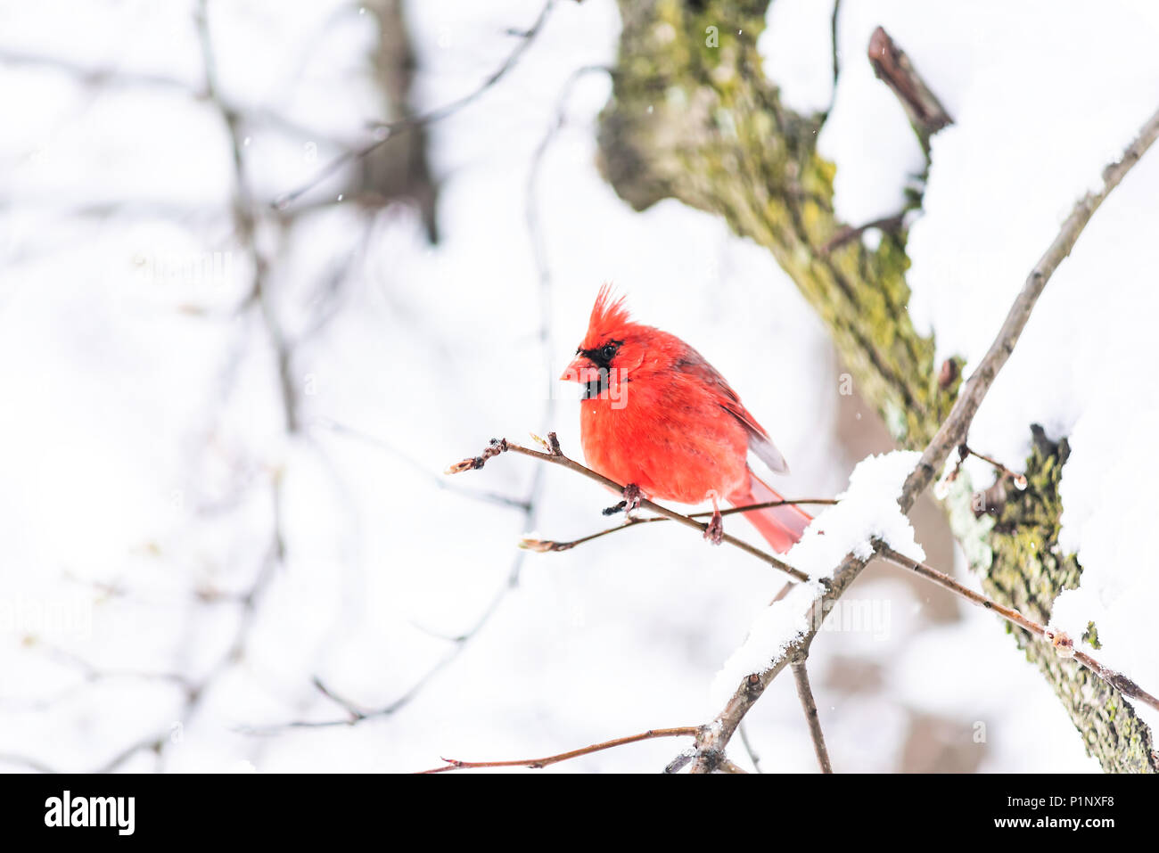 Rosso cardinale Nord bird, Cardinalis, appollaiato sul ramo di albero durante il pesante inverno Neve colorato in Virginia, fiocchi di neve caduta Foto Stock