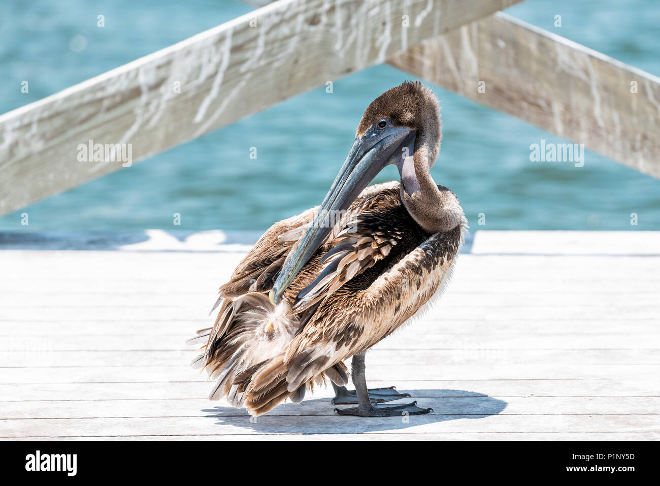 Primo piano dei capretti orientale Pellicano marrone in Florida il molo, preening piume con becco, occhi Foto Stock