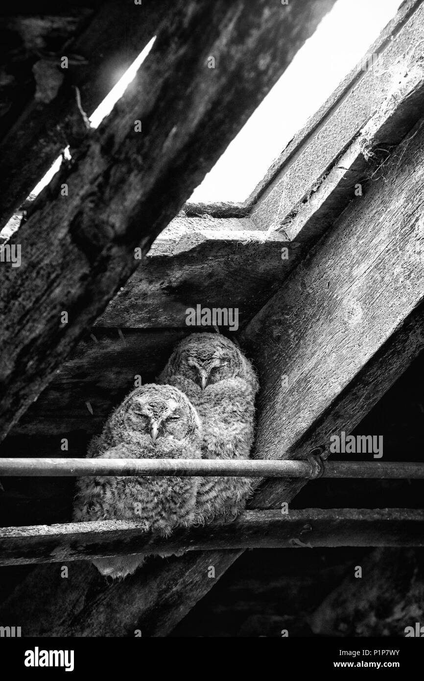 Owlets Allocco (Strix aluco) dormire nel cortile di una Fattoria Barn. Immagine prendere in Scozia, Regno Unito. Foto Stock