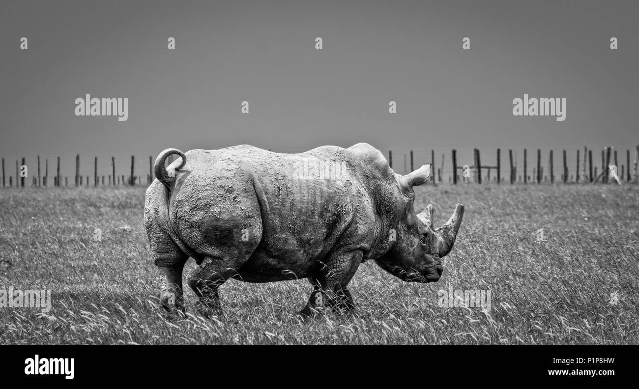 Un effetto HDR shot del sud del rinoceronte bianco Foto Stock