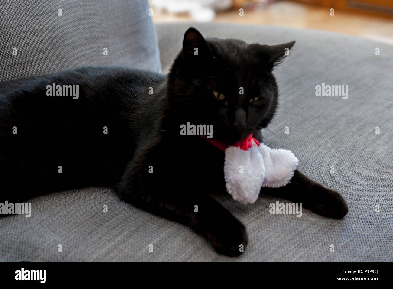 Gatto nero vestito per Natale che indossa una santa sciarpa, Costume, costume di pet, Fancy Dress, Dublino Irlanda Foto Stock