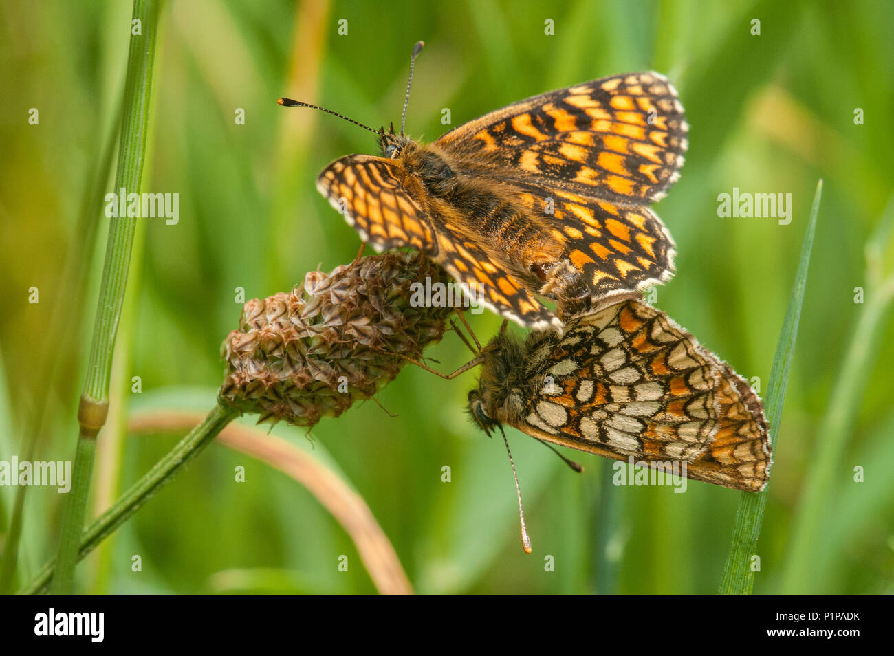 Coppia di Heath fritillary farfalle coniugata Foto Stock