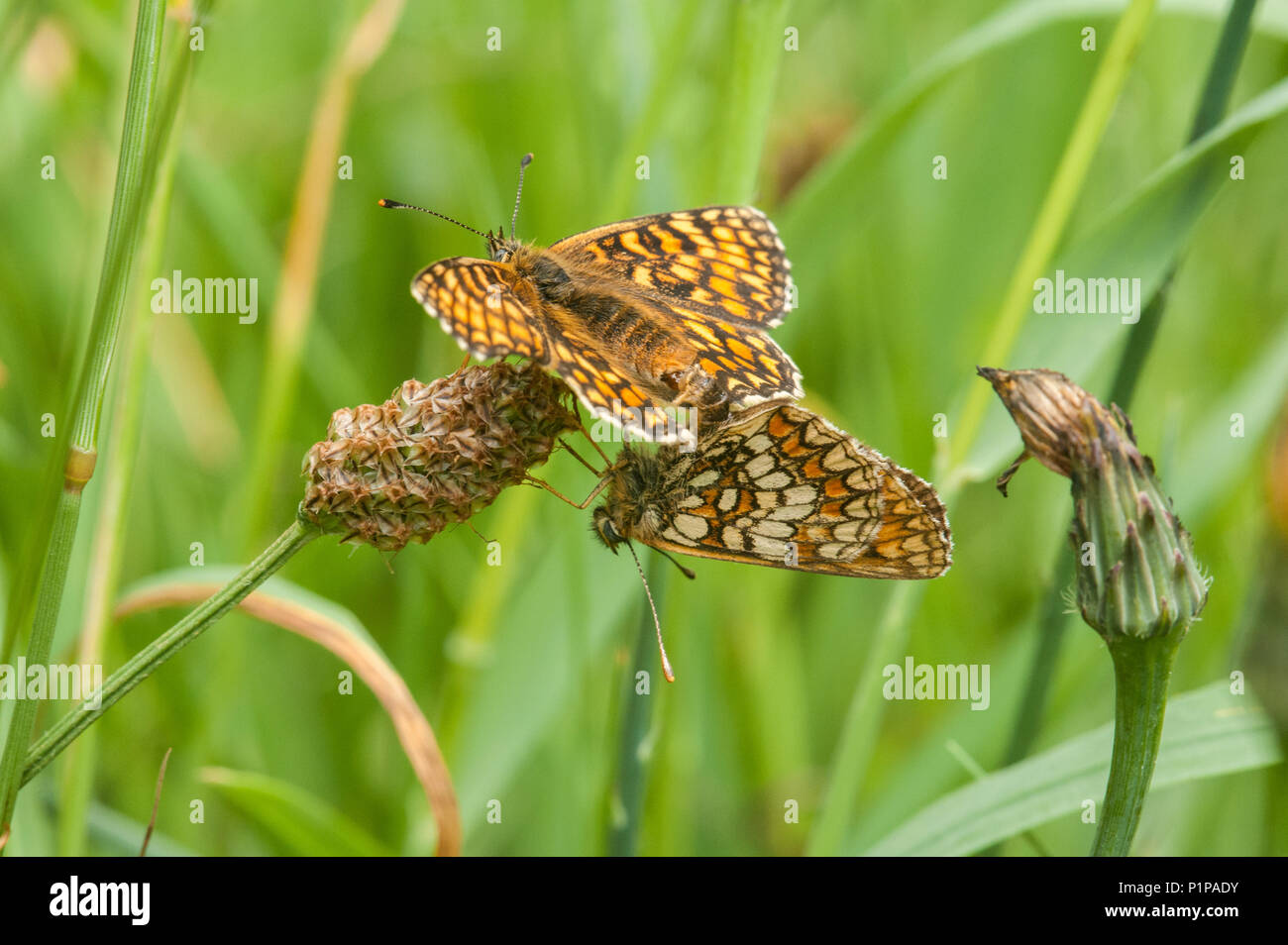 Coppia di Heath fritillary farfalle coniugata Foto Stock
