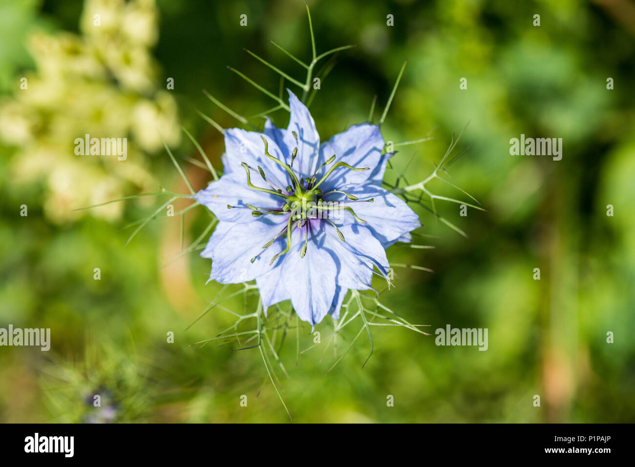Un amore-in-un-nebbia fiore (Nigella damascena) Foto Stock