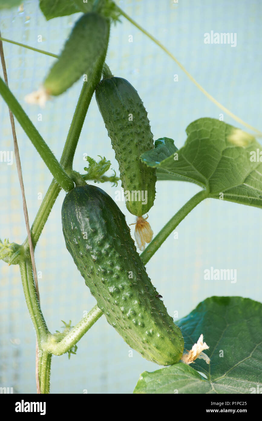 Numerosi frutti di cetriolo sulla viticoltura in serre riscaldate Foto Stock