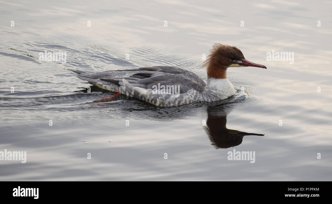 Un comune Merganser nuotare nella baia di Cardiff Foto Stock