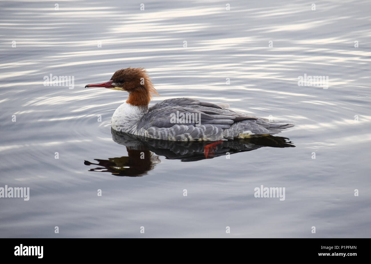 Un comune Merganser nuotare nella baia di Cardiff Foto Stock