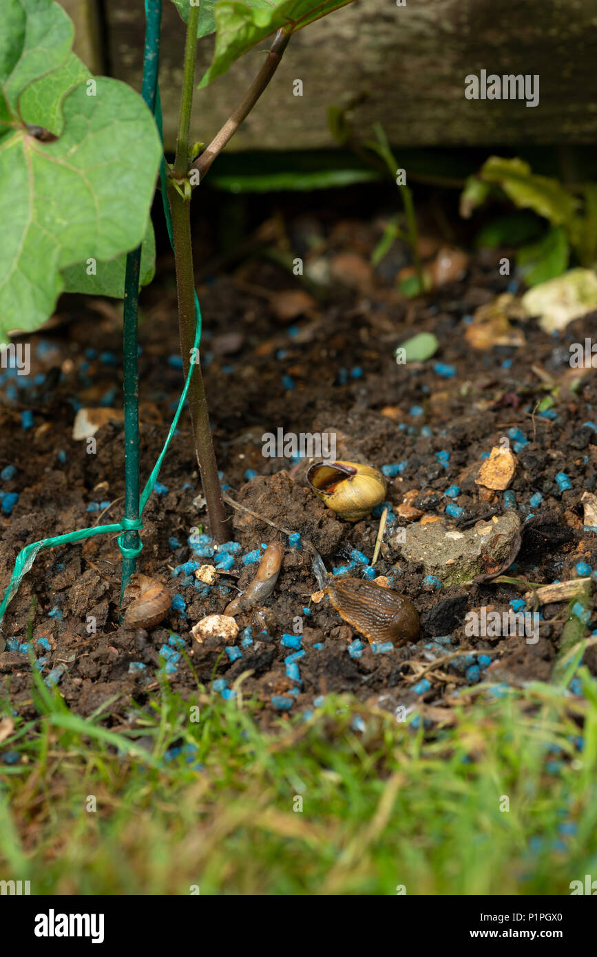 Sentieri di fango di limacce e lumache sul terreno che indica dove mollusco è stata divorando runner bean raccolto in giardino evitando slug lumaca agglomerati in forma di pellets Foto Stock