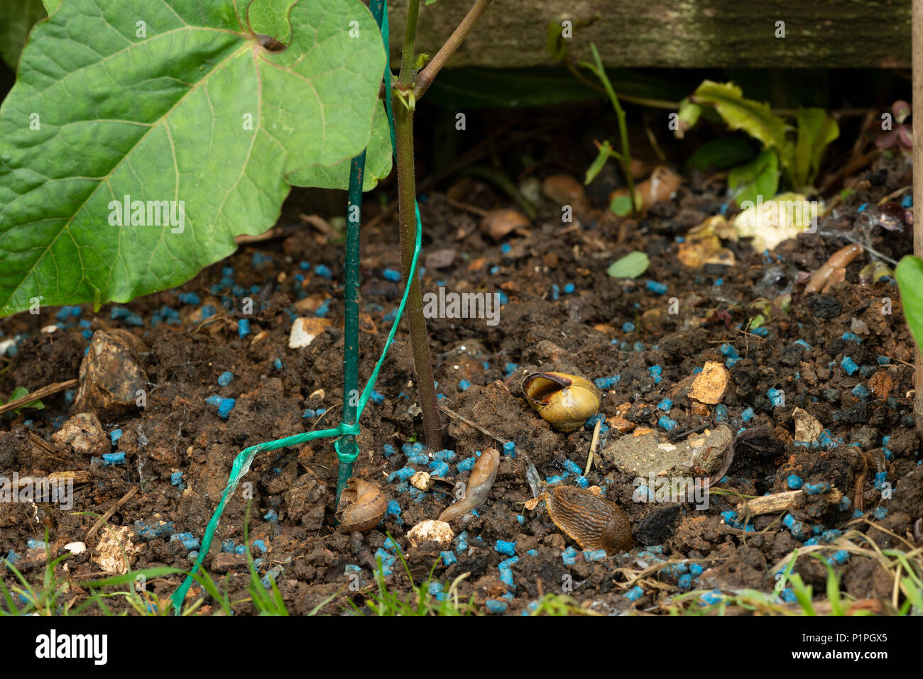 Sentieri di fango di limacce e lumache sul terreno che indica dove mollusco è stata divorando runner bean raccolto in giardino evitando slug lumaca agglomerati in forma di pellets Foto Stock