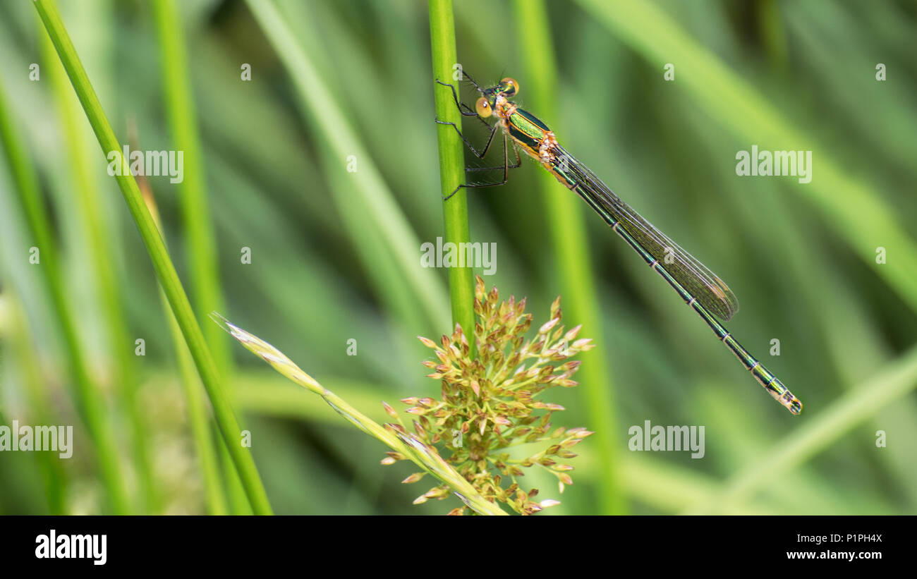 Nastrare demoiselle damselfly femmina su una levetta di erba. Calopteryx splendens. Verde lucida dragonfly close-up. Gli insetti con un lungo l'addome. Predatore di acqua. Foto Stock