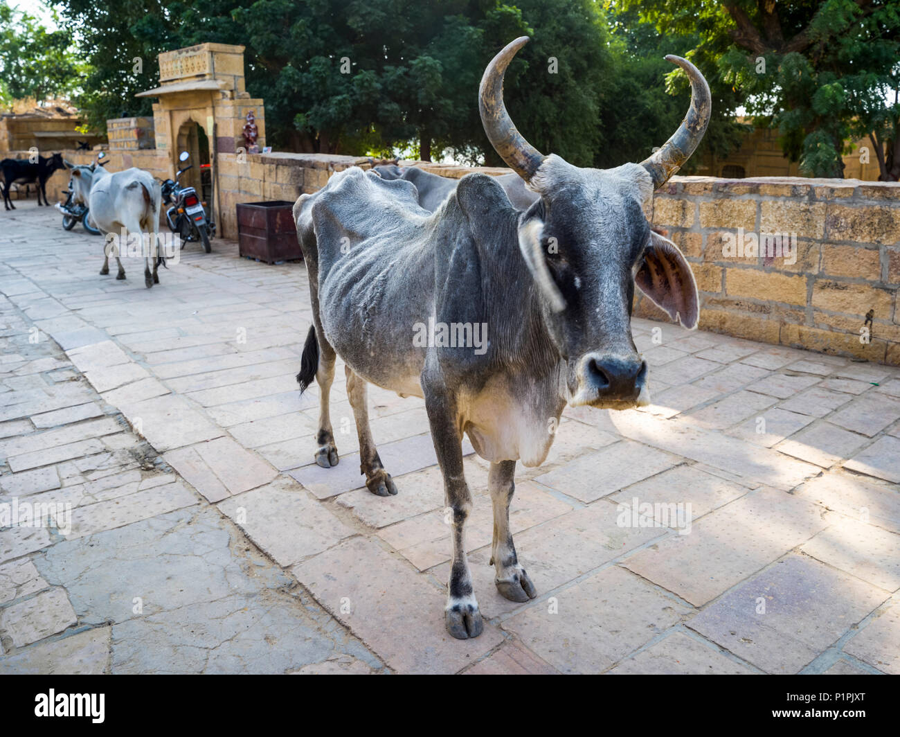 Una mucca con le corna guardando la telecamera; Jaisalmer, Rajasthan, India Foto Stock