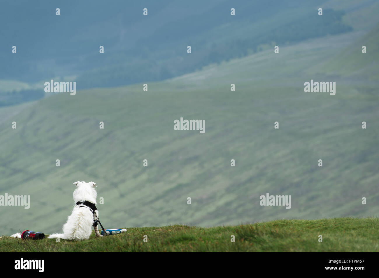 Un cane nella parte superiore della penna ventola Y - la montagna più alte nel Regno Unito sud di Snowdonia - guardando fuori alla vista. Wales, Regno Unito Foto Stock