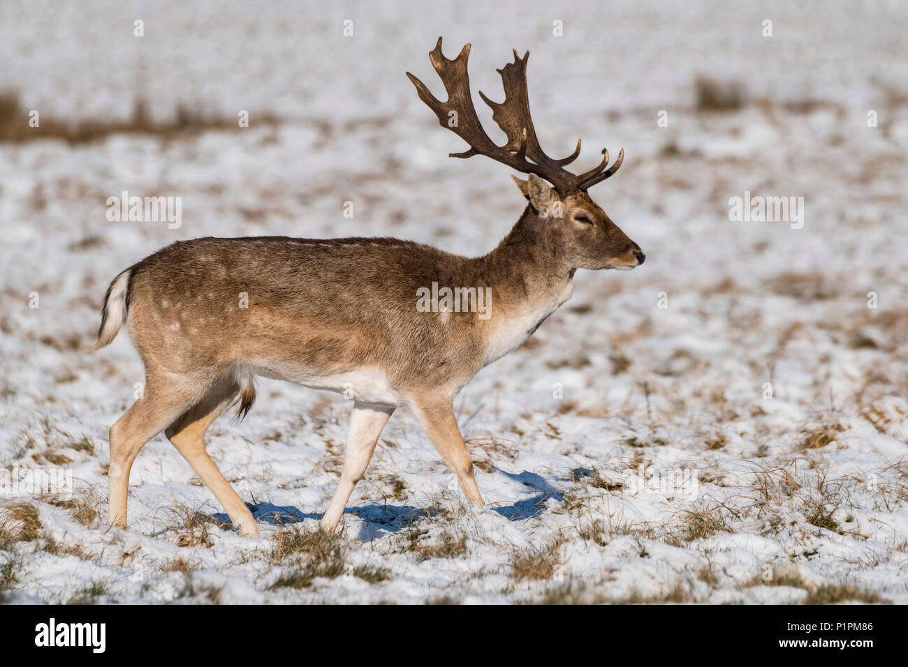 Daini (DAMA DAMA) stag passeggiate nel parco innevato; Londra, Inghilterra Foto Stock