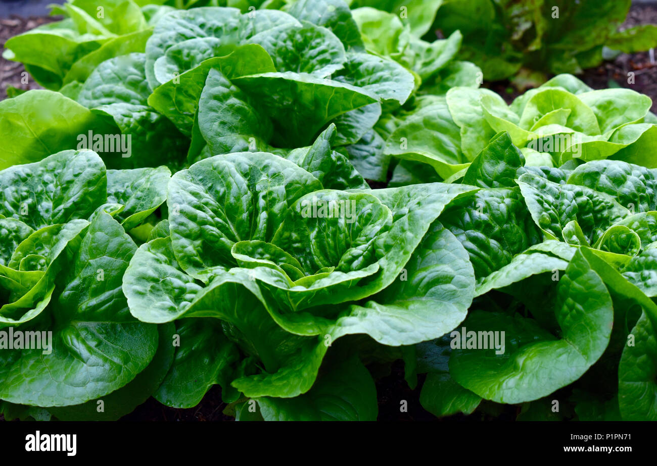 Teste di lattuga in crescita nel giardino commestibile Foto Stock