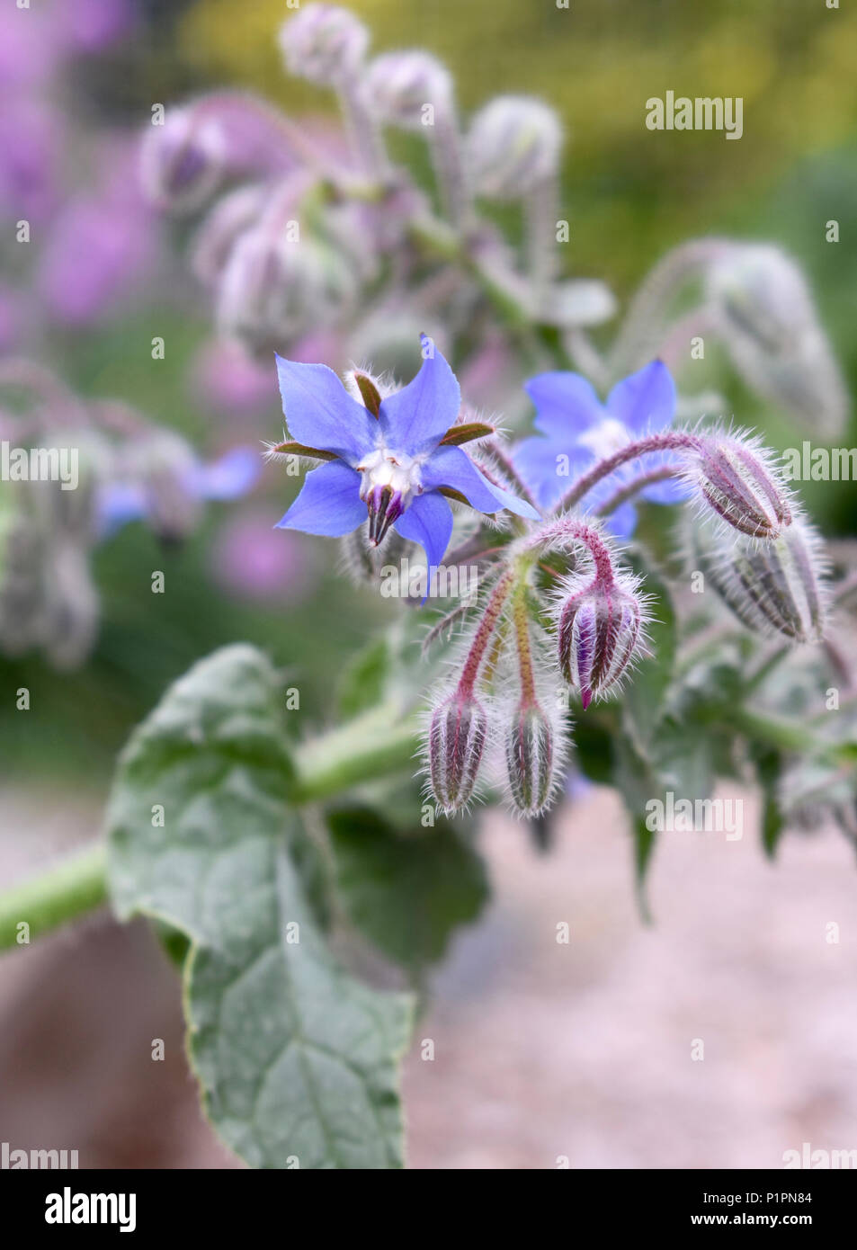 Fiori di borragine - erbe e fiori commestibili Foto Stock