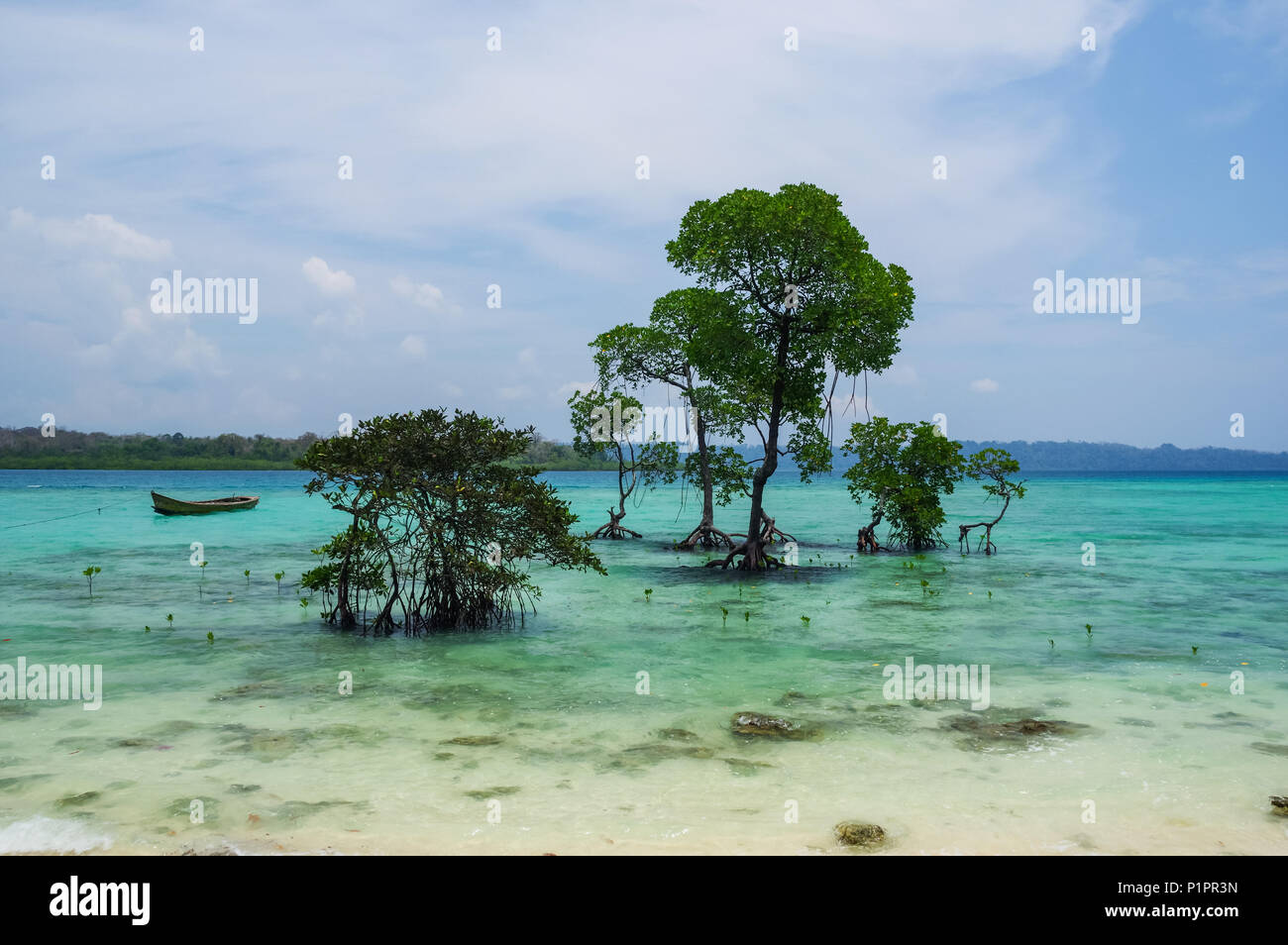 Alberi che crescono in acque turchesi off shore; Isole Andamane, India Foto Stock