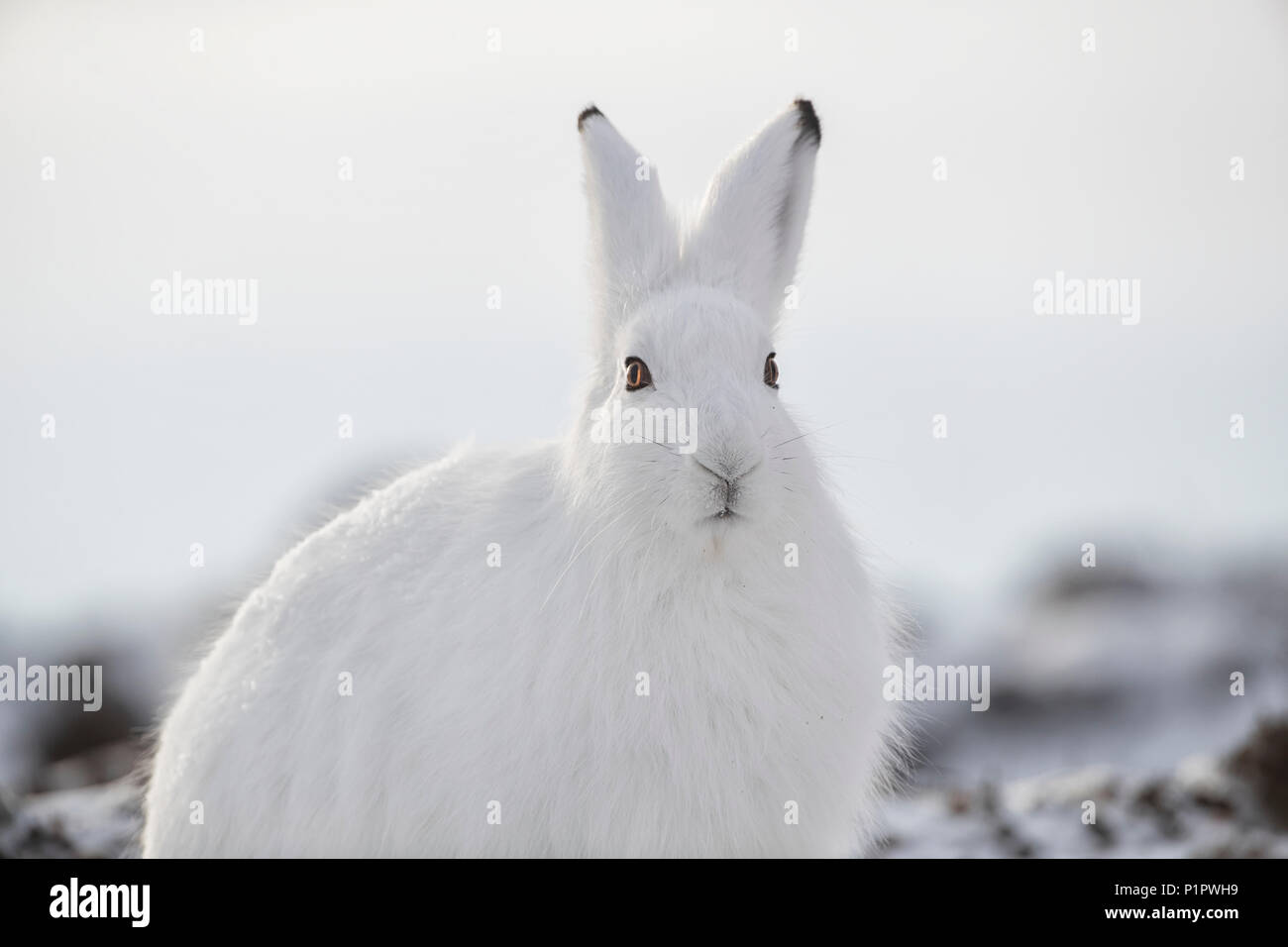 Arctic lepre (Lepus arcticus) nella neve; Churchill, Manitoba, Canada Foto Stock