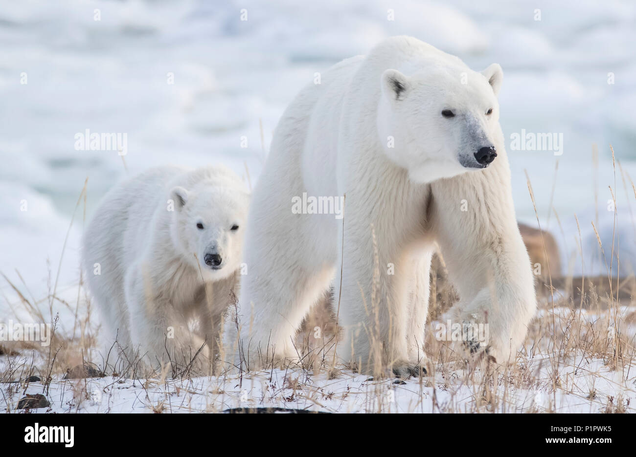 Madre e cub orsi polari (Ursus maritimus) passeggiate nella neve; Churchill, Manitoba, Canada Foto Stock