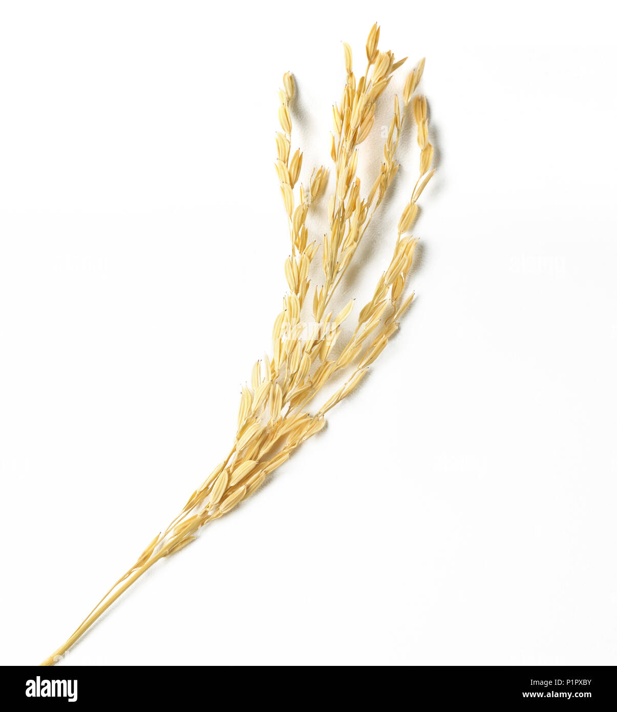 Riso covone su sfondo bianco Foto Stock